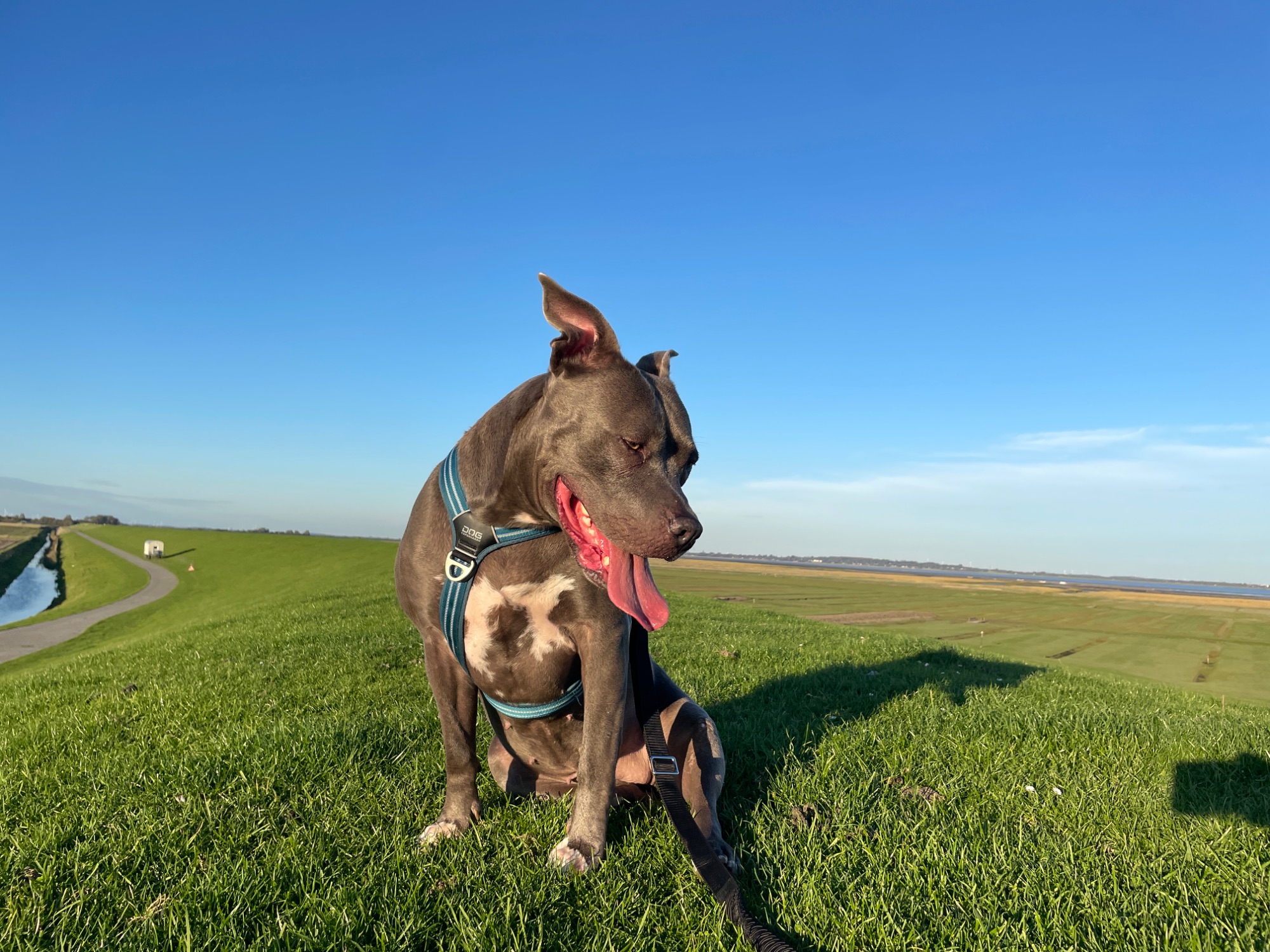 Hunde/IMG_3237.jpeg